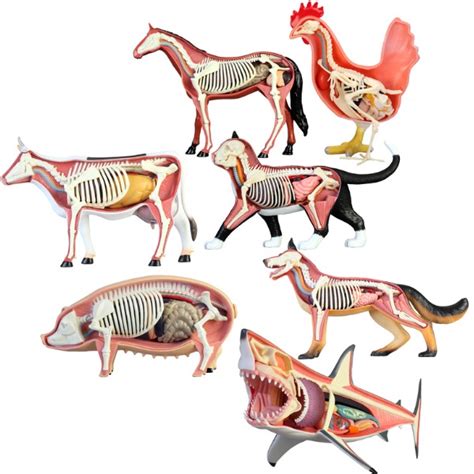animal's internal support structure figgerits|6.4 Musculoskeletal tissues .